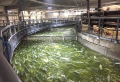 Land-based-Fish-Farm-Tanks